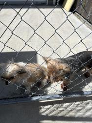 Found/Stray Male Dog last seen Purdue Dr, Metairie, LA 70003