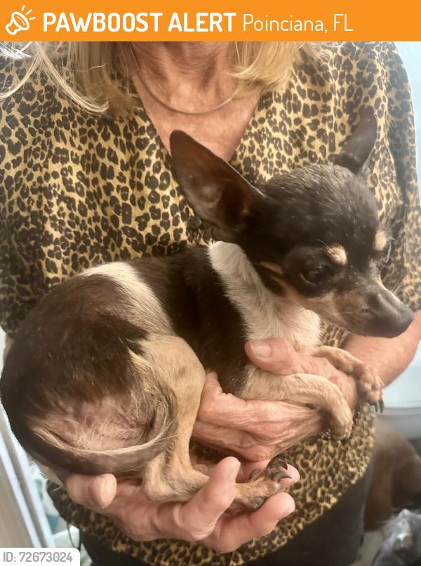 Found/Stray Male Dog last seen Bell Road and RH Johnson, Sun City West, 85375, Poinciana, FL 34758