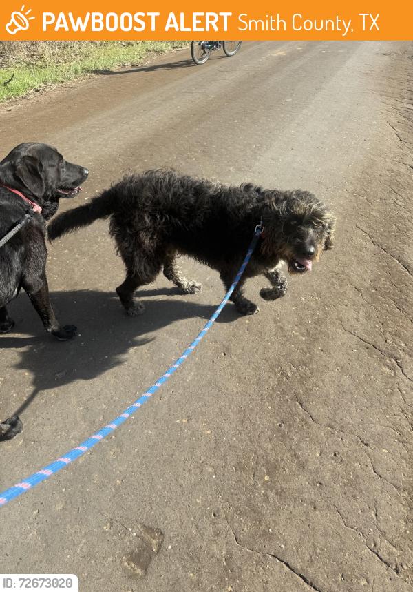 Found/Stray Male Dog last seen CR 4162, Smith County, TX 75704