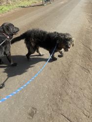 Found/Stray Male Dog last seen CR 4162, Smith County, TX 75704