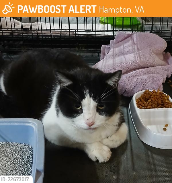 Found/Stray Male Cat last seen Jones, Big Bethel rd, Janet, Hampton, VA 23666