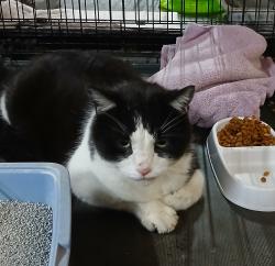 Found/Stray Male Cat last seen Jones, Big Bethel rd, Janet, Hampton, VA 23666