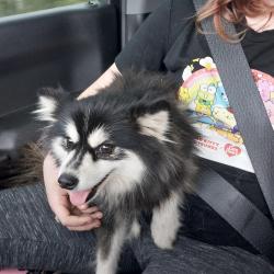 Found/Stray Female Dog last seen Camp Hawthorne , Putnam County, FL 32640