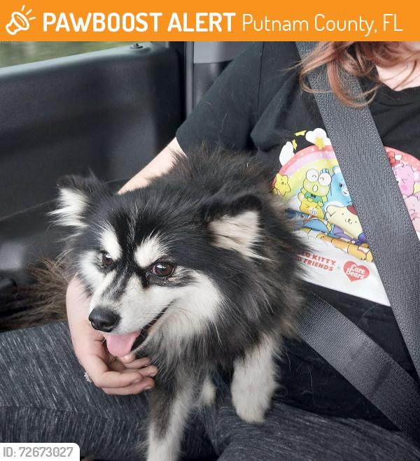 Found/Stray Female Dog last seen Camp Hawthorne , Putnam County, FL 32640