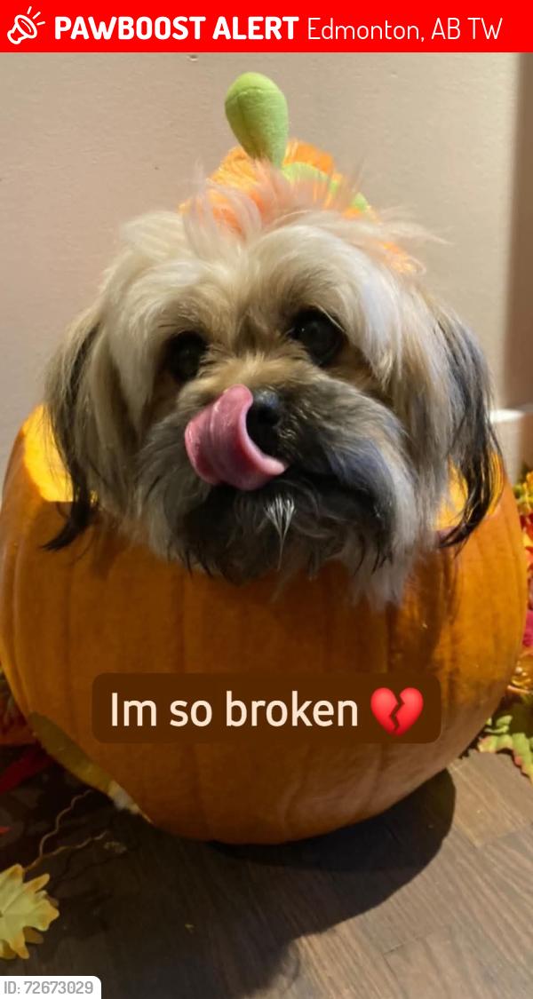 Lost Male Dog last seen Near Ave rundle heights, Edmonton, AB T5W