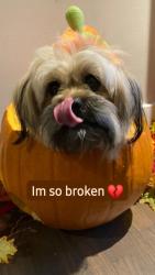 Lost Male Dog last seen Near Ave rundle heights, Edmonton, AB T5W
