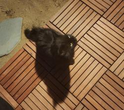 Found/Stray Unknown Cat last seen Friendly Hills , Joshua Tree, CA 92252