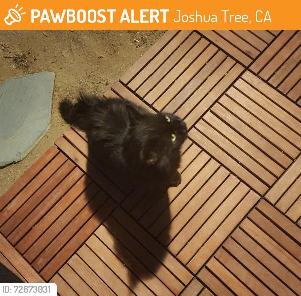 Found/Stray Unknown Cat last seen Friendly Hills , Joshua Tree, CA 92252