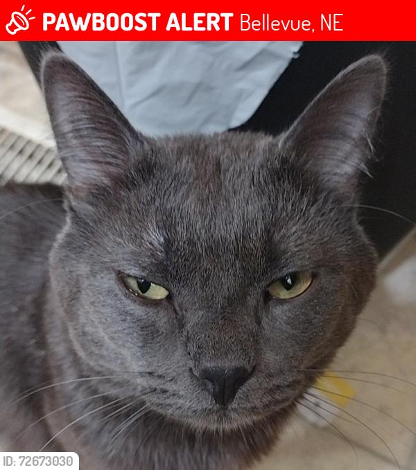 Lost Male Cat last seen Bellevue Boulevard , Bellevue, NE 68005