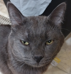 Lost Male Cat last seen Bellevue Boulevard , Bellevue, NE 68005