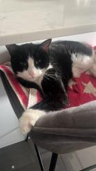 Lost Male Cat last seen rochester health club gym me1 3qj, Maidstone Rd, England ME1 3QJ