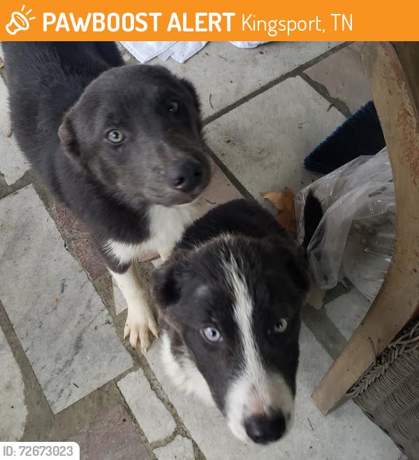 Found/Stray Male Dog last seen Bloomington dr, Kingsport, TN 37660