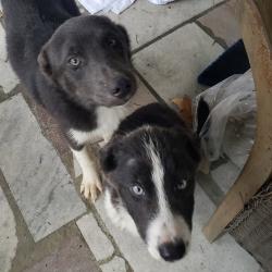 Found/Stray Male Dog last seen Bloomington dr, Kingsport, TN 37660