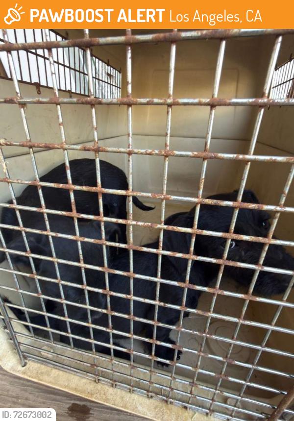 Found/Stray Unknown Dog last seen Near Andora Avenue, Chatsworth CA, 91311, Los Angeles, CA 91311