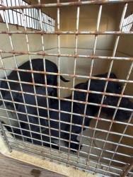 Found/Stray Unknown Dog last seen Near Andora Avenue, Chatsworth CA, 91311, Los Angeles, CA 91311