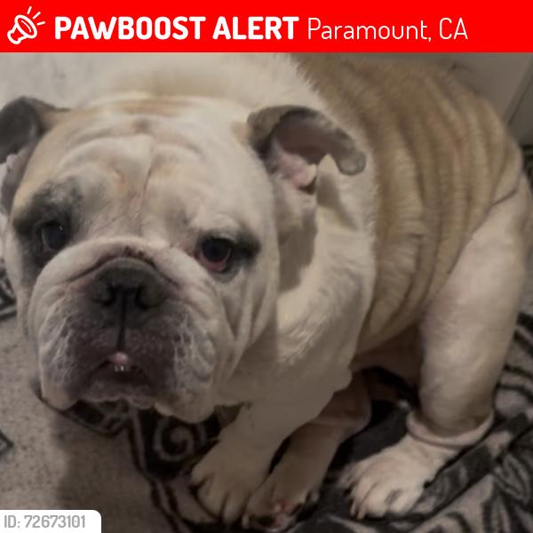 Lost Male Dog last seen Faulkner and somerset blvd paramount ca , Paramount, CA 90723