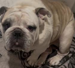 Lost Male Dog last seen Faulkner and somerset blvd paramount ca , Paramount, CA 90723