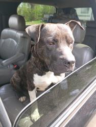Found/Stray Male Dog last seen Luthe, Houston, TX 77039