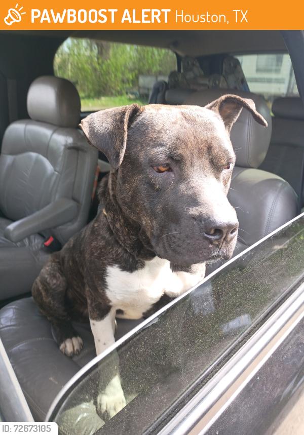 Found/Stray Male Dog last seen Luthe, Houston, TX 77039