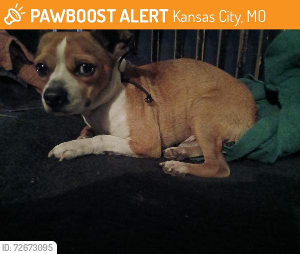 Found/Stray Male Dog last seen Buy Walgreens on independence avenue, Kansas City, MO 64124