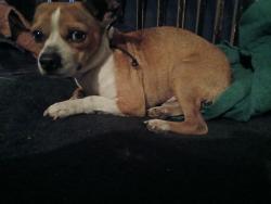 Found/Stray Male Dog last seen Buy Walgreens on independence avenue, Kansas City, MO 64124