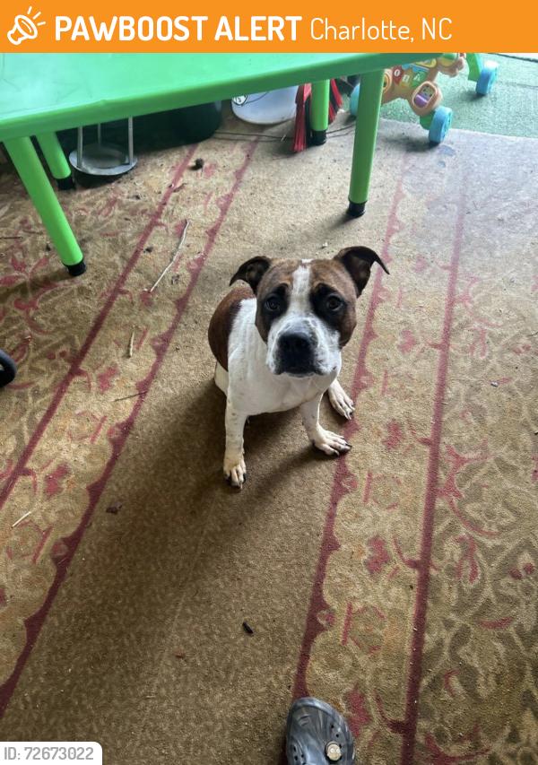 Found/Stray Male Dog last seen Coulwood , Charlotte, NC 28214