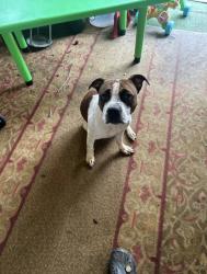 Found/Stray Male Dog last seen Coulwood , Charlotte, NC 28214