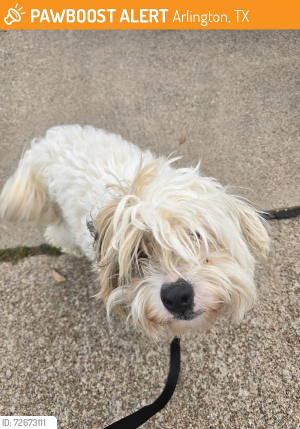 Found/Stray Male Dog last seen Little road , Arlington, TX 76016