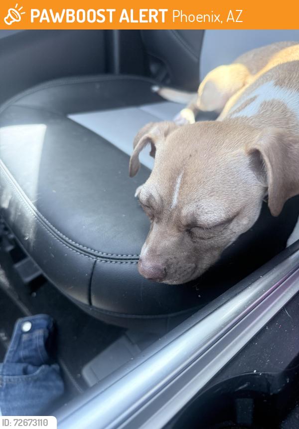 Found/Stray Female Dog last seen Near an apmt complex , Phoenix, AZ 85033