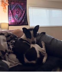 Lost Male Dog last seen Near SW Frewing St. Portland, OR 97223, Portland, OR 97223