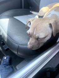 Found/Stray Female Dog last seen Near an apmt complex , Phoenix, AZ 85033