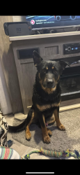 Found/Stray Male Dog last seen Whataburger in crosby, Crosby, TX 77532