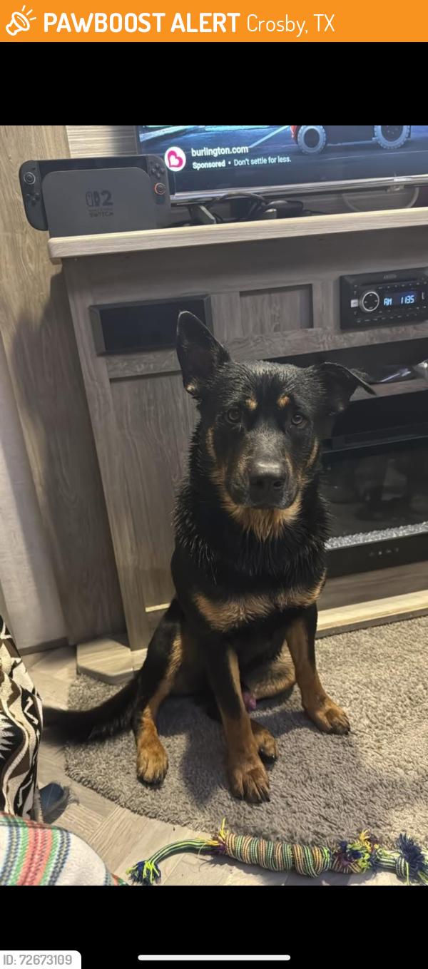 Found/Stray Male Dog last seen Whataburger in crosby, Crosby, TX 77532