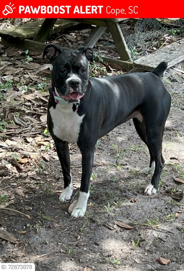 Lost Female Dog last seen Old Coburg dairy between Branchville and Cope in Canaan community, Cope, SC 29038