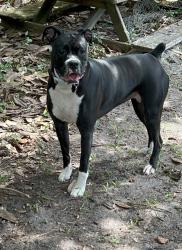 Lost Female Dog last seen Old Coburg dairy between Branchville and Cope in Canaan community, Cope, SC 29038