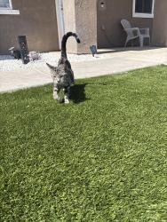 Found/Stray Female Cat last seen Glen canyon and Brentwood , Victorville, CA 92395
