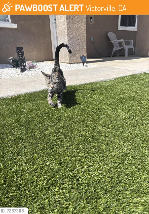Found/Stray Female Cat last seen Glen canyon and Brentwood , Victorville, CA 92395