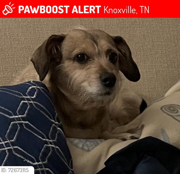 Lost Male Dog last seen Kingston pj, Knoxville, TN 37934