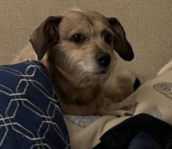 Lost Male Dog last seen Kingston pj, Knoxville, TN 37934