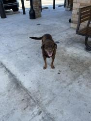 Found/Stray Male Dog last seen Racetrac , Miami, FL 33167