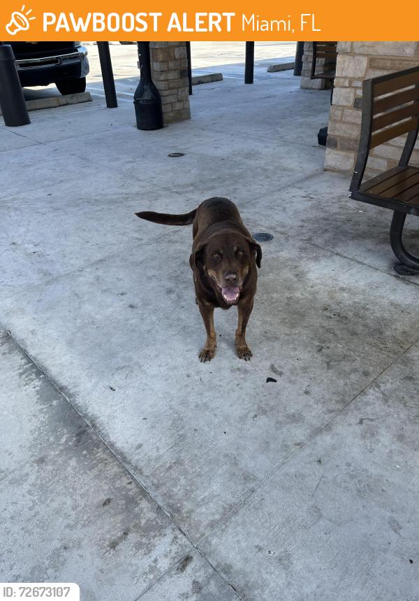 Found/Stray Male Dog last seen Racetrac , Miami, FL 33167