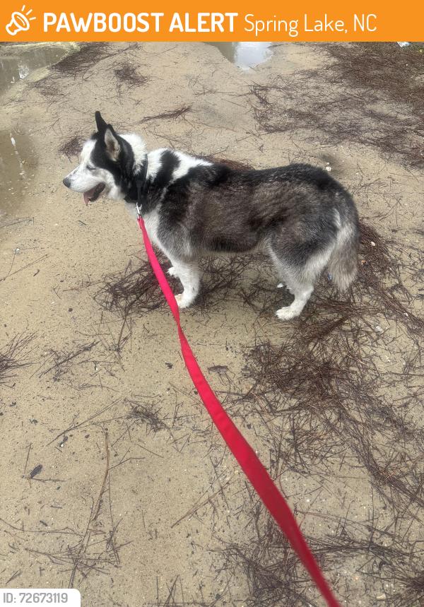 Found/Stray Male Dog last seen Walmart , Spring Lake, NC 28310