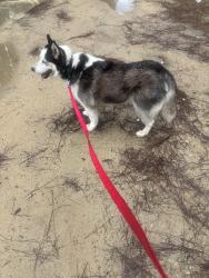 Found/Stray Male Dog last seen Walmart , Spring Lake, NC 28310
