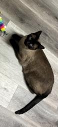 Lost Male Cat last seen Sunnyside townhouse, Sheboygan, WI 53081