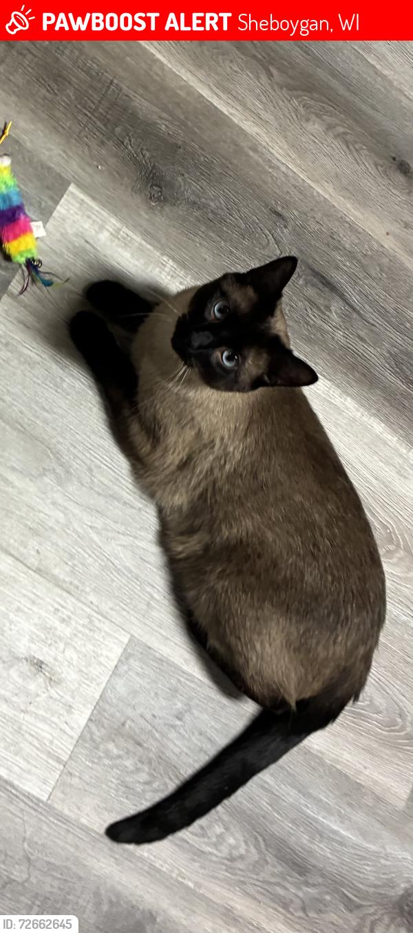 Lost Male Cat last seen Sunnyside townhouse, Sheboygan, WI 53081