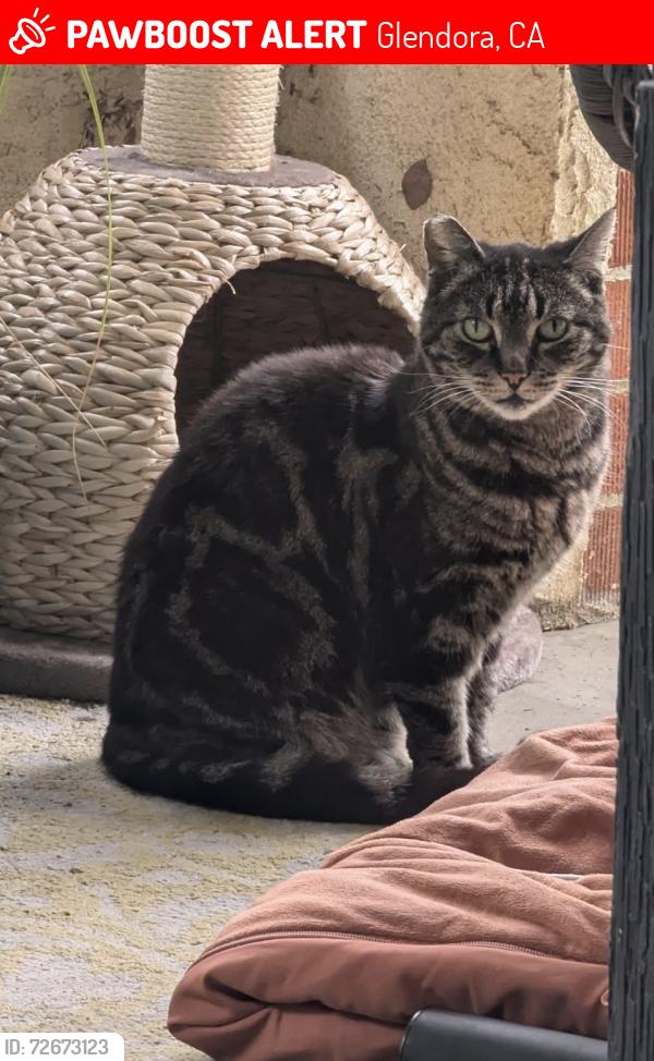 Lost Female Cat last seen Foothill Blvd. La Fetra, Glendora, CA 91740