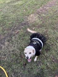 Lost Female Dog last seen Highway 98 going towards Zephyrhills near BP gas station., Dade City, FL 33525