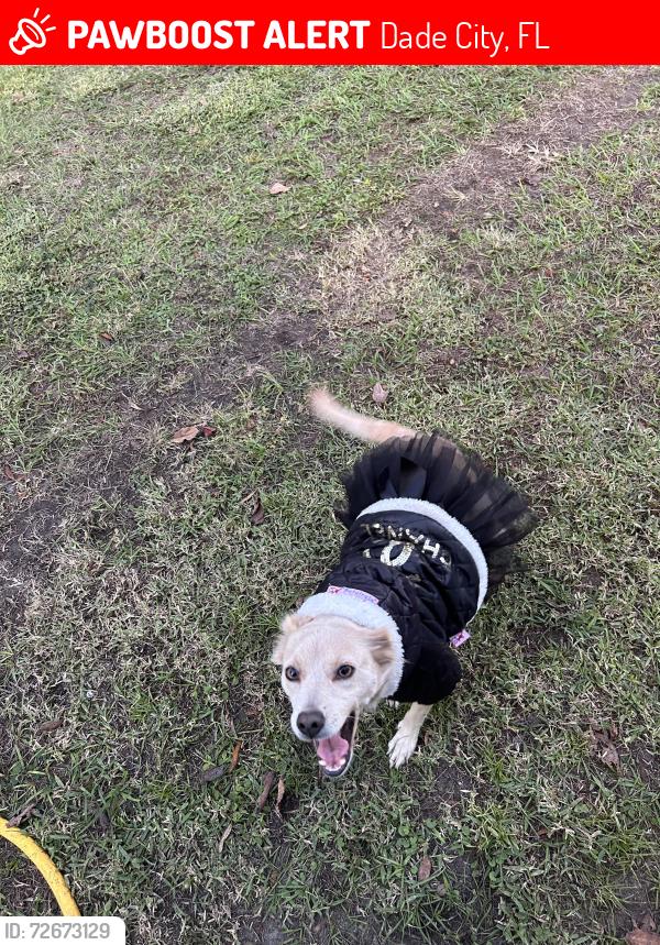 Lost Female Dog last seen Highway 98 going towards Zephyrhills near BP gas station., Dade City, FL 33525