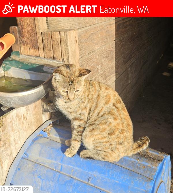 Lost Female Cat last seen 384th Str. &  Mtn Hwy 7, Eatonville WA, Eatonville, WA 98328