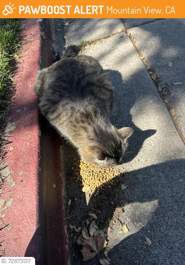 Found/Stray Female Cat last seen Eagle park , Mountain View, CA 94041